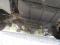 preview Iveco Other #4